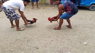bowanting na half Tagalog half road island win 😂😂😂