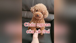 Trả lời  con rất hạnh phúc vì con được là con của ba Bìn, là cháu ngoan của các cô chú 🥰 HatDe TeamHatDe DogTraining ThuCung 강아지 멍멍이 Dog doglover