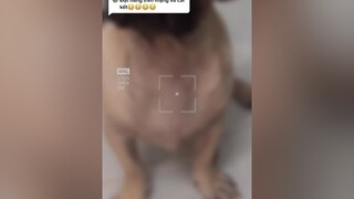 Trả lời  một chiếc chó cute nha mấy pro ,đừng có mà nói người ta lazada này nọ nữa à 🤪🤪🤪pug thucung pet chó_cưng xuhuong fyp xh