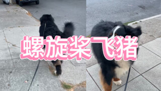 宝看到 宝冲刺 宝爱人类