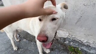 【Voice Control Sleep Aid】Knocking Animals Collection