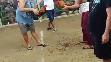 sabong