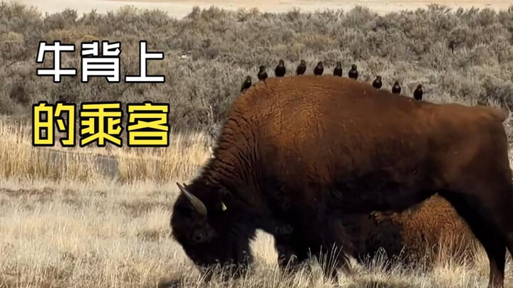 Those hilarious animal videos!