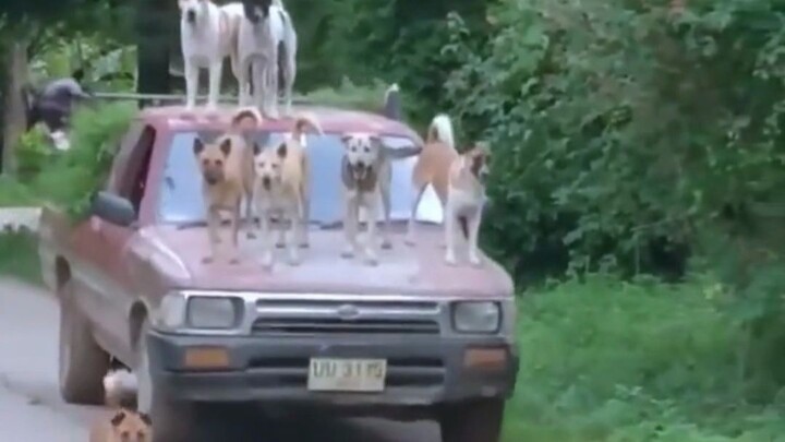 Why Chinese indigenous dogs can’t become police dogs