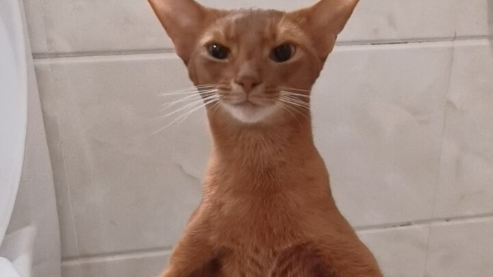 Hari ini, hamba akhirnya melahirkan anak yang kotor, seluruh negeri turut merayakannya!