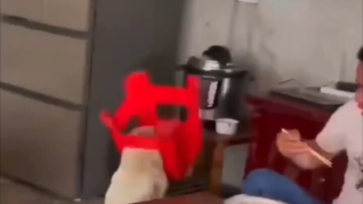 How much sorrow can you have? It’s just like a stool stuck on a dog’s head.