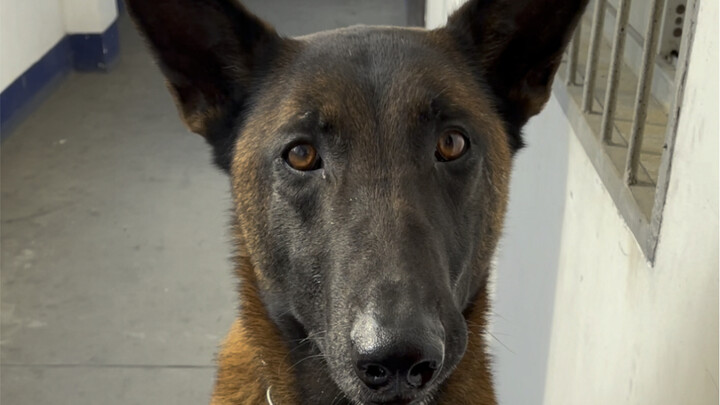 Ammo casings or dried duck meat—no contest, I’m going with ammo casings!