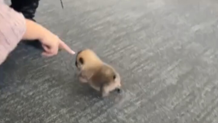 《🐶แกล้งน้องน่ารักหน่อย》