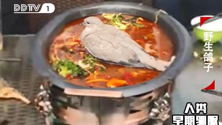 صور نادرة للإنسان الأول وهو يروض الحمام البري