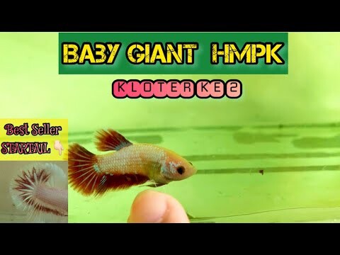 BABY GIANT NAIK LAGI BANYAK YANG STARTAIL