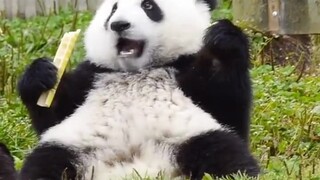 น่ารักเกินไปแล้ว