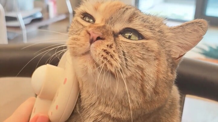 This one is really hard to comb, meow...