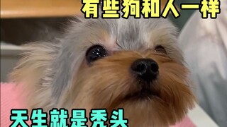 有些狗天生秃头，都是命运