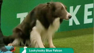 A dog is a dog, a Border Collie is a Border Collie, and a Border Collie racing dog is a Border Colli