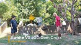 Swhite VS JGG Dom Cross P2