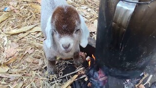 Mengapa domba itu bodoh sekaligus suka bikin onar!