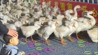 "الإوزة: ما زلت أفرق بين وضع القفص والجلوس على الطاولة"