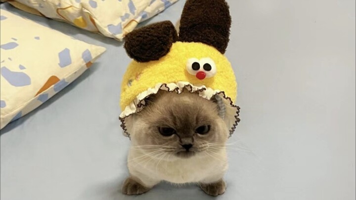 Apakah bayi malaikat yang imut dan menggemaskan ini akan disukai oleh seluruh dunia?