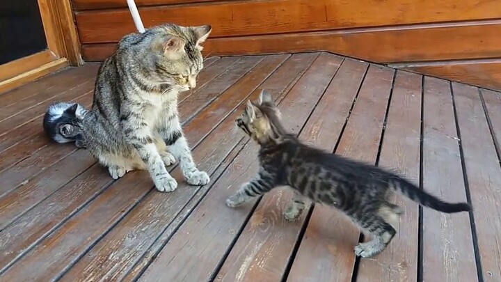 Mom cat forces a grooming session, and the little kitten fiercely resists!