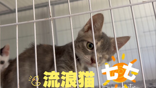 It was once covered with maggots and wandered in the garbage dump, but now it is the cutest child in