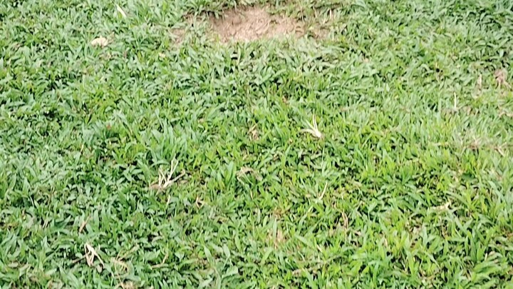 my latest GBS breeding..