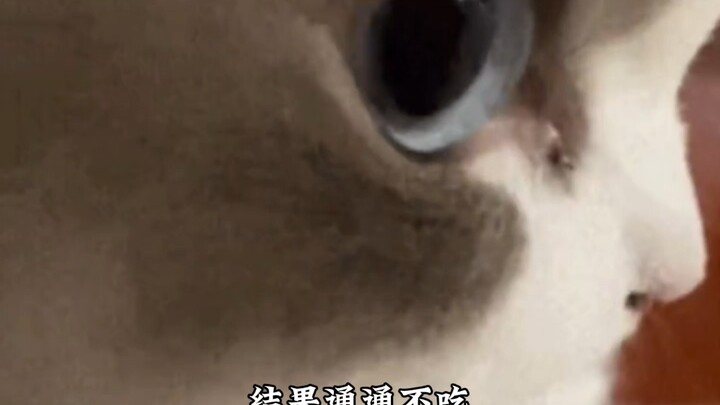 Cảm thấy con mèo ngốc này đáng được đưa vào sách giáo khoa sinh học rồi!