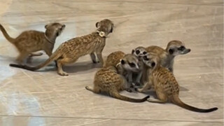 What a bunch of little antennas! Fell into the meerkat den!