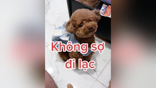 Bộ váy của con có dây tiện quá, ba không sợ lạc con nữa cô chú ơi 😆 HatDe TeamHatDe DogTraining Dog ThuCung DogTraining 강아지 멍멍이