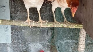 For breeding #bmj
