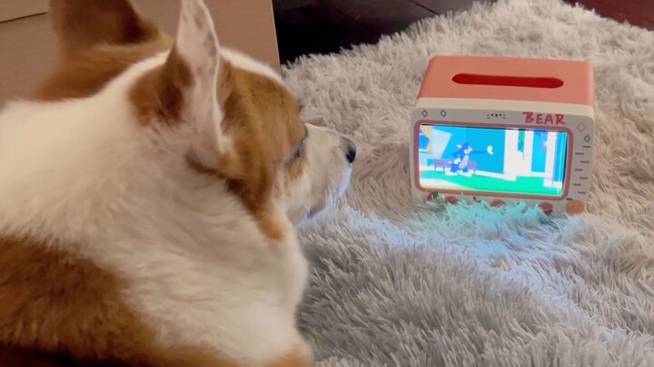 كيف يوجد كلب يحب مشاهدة التلفاز إلى هذا الحد؟