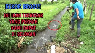 SEUMUR-UMUR INI IKAN TERBESAR DI SELOKAN YANG PERNAH KAMI DAPAT