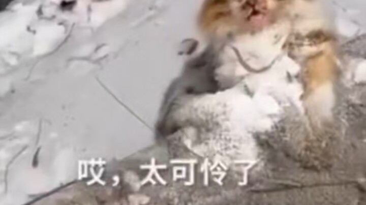 Mencoba menyelamatkan Ding Dongji malah kena balasan dari Ha!