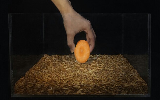 [Động vật]20.000 con sâu bột ăn hết một miếng cà rốt trong 7 giờ