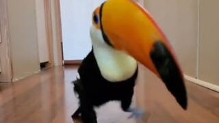 Burung toucan dibesarkan oleh penjaganya sejak kecil, setiap hari sang penjaga ingin pulang bersaman