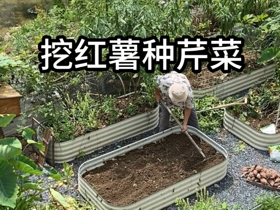 ผลลัพธ์ต่อเนื่องของวิธีปลูกบนดินหนา ต้นยืนตัวได้ดี