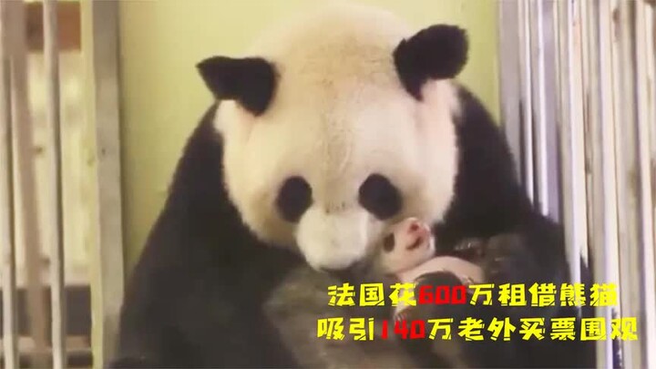 法国花费600万租中国熊猫，吸引140万老外买票围观，国宝太给力了