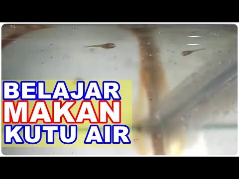 Burayak Ikan Cupang Usia 2 Minggu Belajar Makan Kutu Air