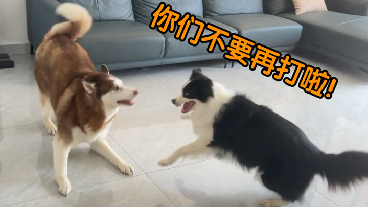 When you have two dogs at home who love to fight…