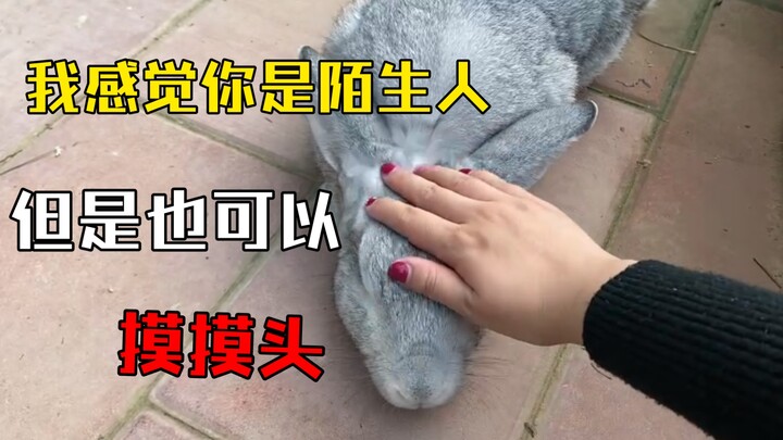 【Big Grey Rabbit】During National Day, I went home—my rabbit didn’t recognize me, but it still let me