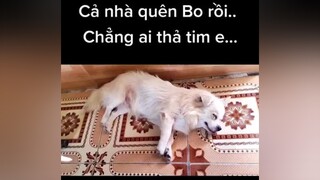 Bo bị lãng quên mấy hôm rồi. huhu. cunyeucuadua chó chó_cưng chócon