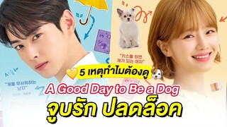 5 เหตุผลทำไมต้องดู A Good Day to Be a Dog