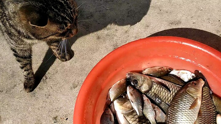 [Động vật] Cho chú mèo cả hai con cá chép nhỏ