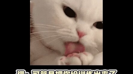 Humans can use tools, animals can't use tools, but cats can use humans!