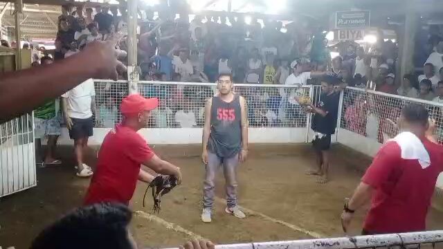 #sabong win mambajao cockpit arena talisay