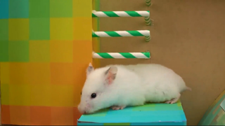 ภารกิจของหนูแฮมสเตอร์ EP 292