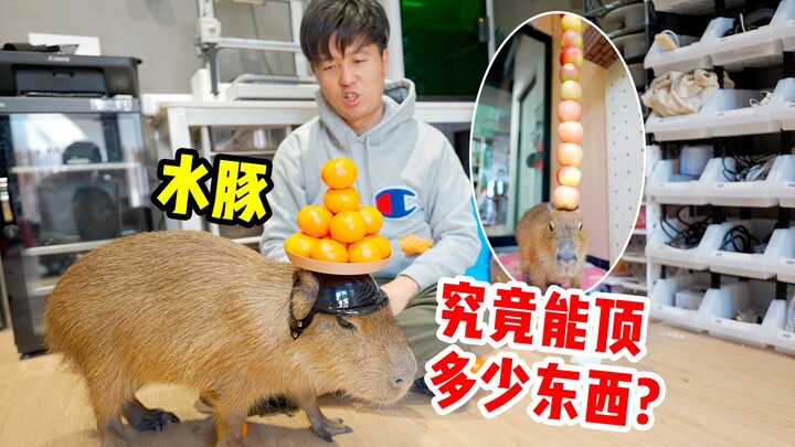 卡皮巴拉，你顶的极限在哪里？？