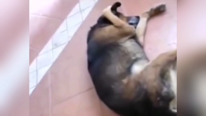 ขอร้อง อย่าร้องอีกเลย! จะให้หมาได้พักบ้างมั้ยเนี่ย!!