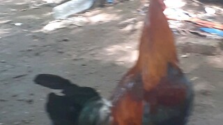 hen