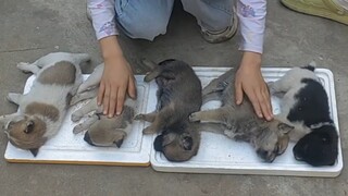 ตอนเด็กๆ ฉันก็เคยกล่อมลูกสุนัขให้หลับแบบนี้เหมือนกัน