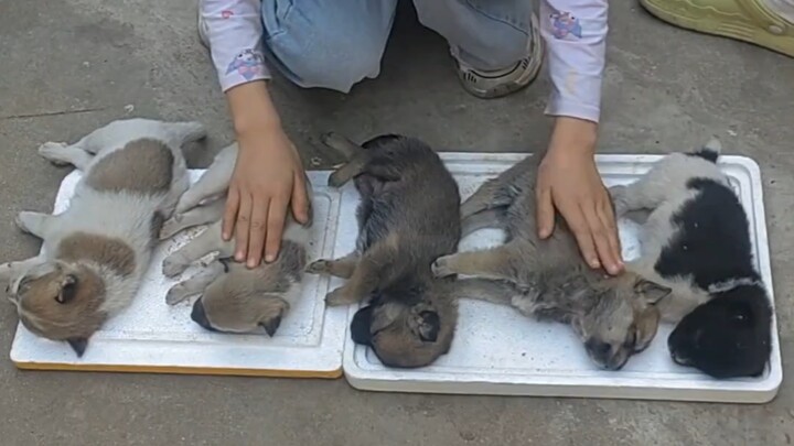 When I was a kid, I used to lull my puppy to sleep just like this.